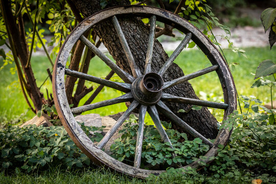 ancient wooden wheel leaning on tree