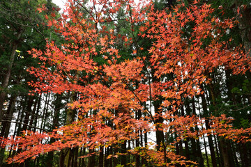 Red and yellow leaves in fall