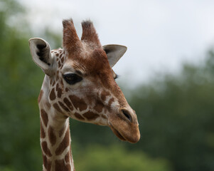 close up of giraffes head isolated