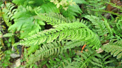 Asplenium bulbiferum. Common name: Hen and Chicken Fern. Habitat of green feathery ferns, on forest ground. 