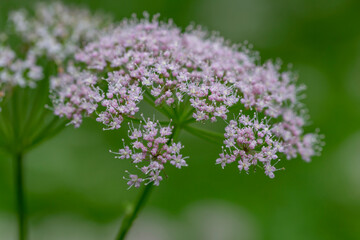 Hairy Chervil (Chaerophyllum hirsutum). Chaerophyllum hirsutum is a species of plant in the Apiaceae family, common in Europe.