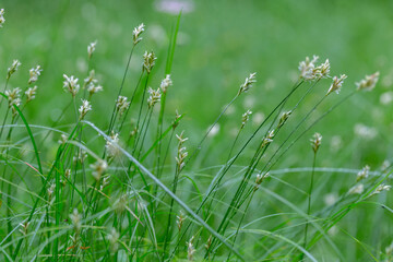 Carex brizoides is a species of sedge found in deciduous woodlands across Europe.