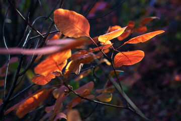 Red leaves in october . Autumn leaves in sunlight 