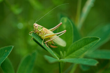 Imago von Roesels Beißschrecke (Roeseliana roeselii)	