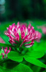 Macro view of blooming pink clover flower