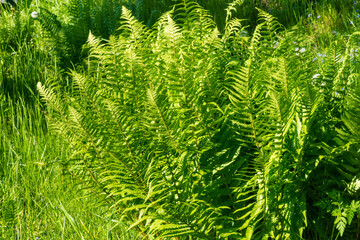 Natural fern leaf cover closeup photo.
