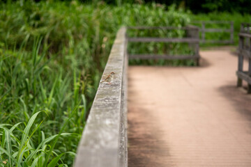 sparrow on wood fence