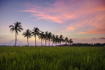 sunset over the paddy field.