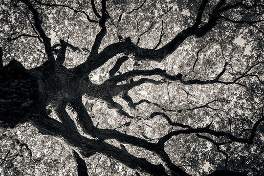 Black and white tree branches