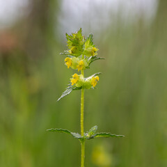 Rhinanthus minor, the yellow rattle, little yellow rattle, hayrattle or cockscomb, is a flowering plant in the genus Rhinanthus in the family Orobanchaceae.