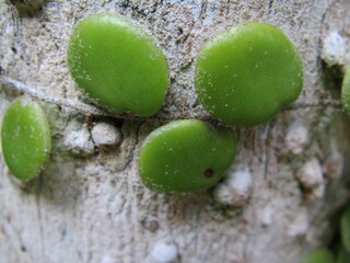 Drymoglossum piloselloides (Dragon's Scale Fern) is a fern with small round fleshy glossy fronds (about 1 cm) without stalks. up close view of oval sterile frond on tree trunk.