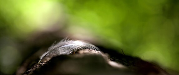 Plume blanche sur un tronc d'arbre dans la forêt - nature biodiversité macro gros plan