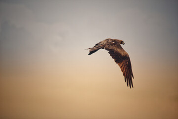 Hawk in the sky