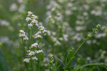 Galium mollugo, common name hedge bedstraw or false baby's breath, is a herbaceous annual plant of...