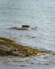 Fototapeta premium Two common seals are relaxing close to the coast in the Saint Lawrence River on a summer morning. 