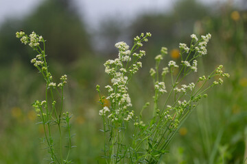 Galium mollugo, common name hedge bedstraw or false baby's breath, is a herbaceous annual plant of the family Rubiaceae. Small white flowers of hedge bedstraw or false baby's breath (Galium mollugo).