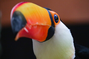 A toucan bird with a large bright orange beak sits on a branch