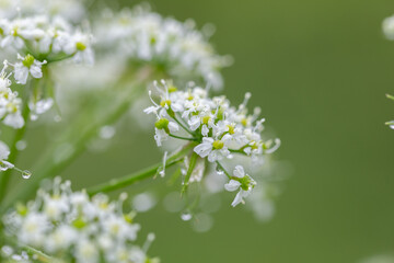 Anthriscus sylvestris, known as cow parsley, wild chervil,is a herbaceous biennial or short-lived perennial plant in the family Apiaceae. Cow parsley flower (Anthriscus sylvestris)