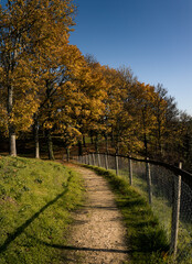 Naklejka premium Autumn trees in Montrichard
