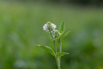 Trifolium montanum, the mountain clover is a plant species of the family Fabaceae. White flower head of the mountain clover, Trifolium montanum.