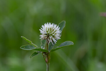 Fototapeta premium Trifolium montanum, the mountain clover is a plant species of the family Fabaceae. White flower head of the mountain clover, Trifolium montanum.