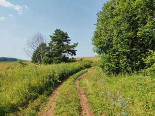 Fototapeta na wymiar sunny landscape with a road in a field near trees