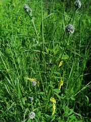 green grass on a forest path