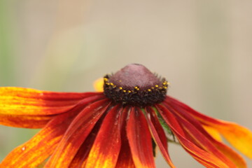 czerwono  żółty  kwiat  w  ogrodzie  kolory  jak  ogień © Mirosaw