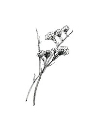 ink drawing of dry herb chicory, ink illustration of field flowers 
