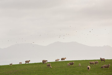 Sheep and lambs walking in green field with a mountain background. Birds flying by. 