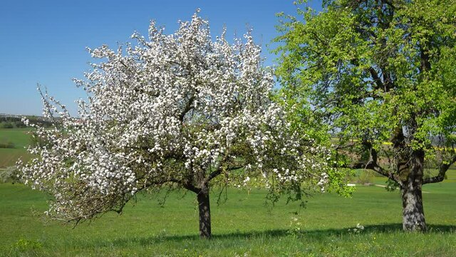 Wei&szlig; bl&uuml;hender Apfelbaum neben einem gr&uuml;nen, bereits verbl&uuml;hten Birnbaum auf einer Wiese bei sehr leichtem Wind