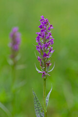The broad-leaved marsh orchid (Dactylorhiza majalis) is a terrestrial Eurasian orchid. Western marsh orchid (Dactylorhiza majalis) flowering. 