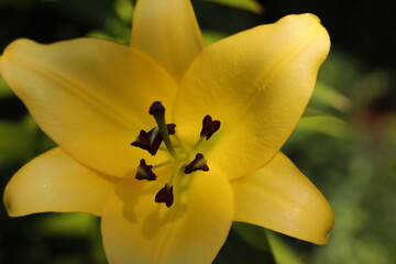 wspaniały  okaz  żółtej  lilii  w  ogrodzie