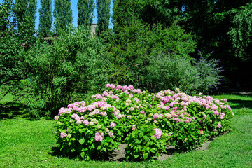 Fototapeta premium Magenta pink hydrangea macrophylla or hortensia shrub in full bloom in a flower pot, with fresh green leaves in the background, in a garden in a sunny summer day.