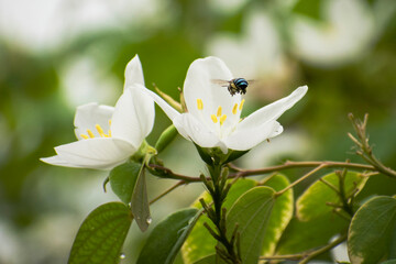 A blue striped honey bee near a white flower towards a way to drink nector