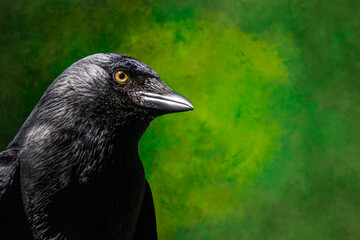 portrait of a crow