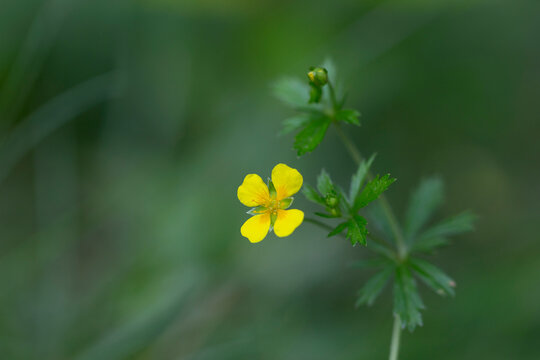 Potentilla erecta  tormentil, septfoil or erect cinquefoil is a herbaceous perennial plant belonging to the rose family (Rosaceae). Tormentil, Potentilla erecta, this plant is used in herbal medicine.