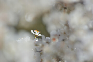White flower against a blurred background
