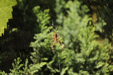 ogromna  pajęczyna  a  w  niej   duży  pająk  czeka  na  zdobycz - obrazy, fototapety, plakaty