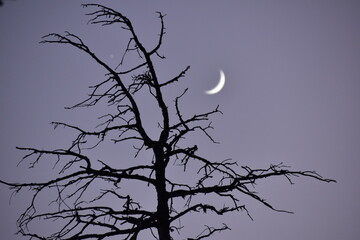 Beautiful old tree and moon in blue sky