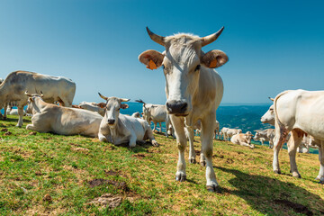 Cows on the alpine pasture in Italy.