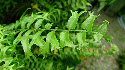 Fototapeta na wymiar Nephroplepis falcata fern leaf