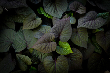 Tropical leaves backgroung