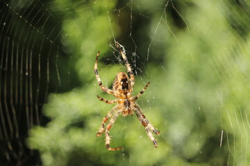 wielki  pająk  w  swojej  pajęczynie  czeka  na  zdobycz - obrazy, fototapety, plakaty
