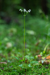 Tiny woodland wild flower, Sanicula europaea. Wood sanicle. Tiny woodland plant. Sanicula europaea. Sanicula europaea (sanicle, wood sanicle) is a perennial plant of the family Apiaceae.