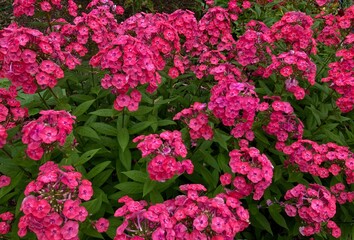 Fototapeta premium pink flowers in the garden