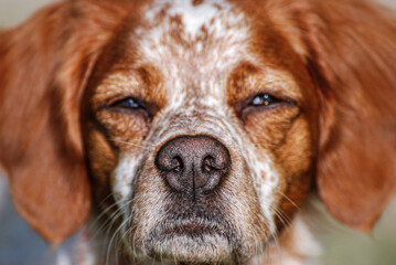 Big close up of a french brittany dog