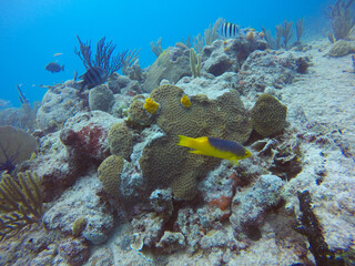 Sealife in clear Caribbean waters, one of the most beautiful places for diving and snorkel, Cozumel, Riviera Maya, Mexico