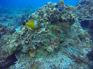 Naklejka na ściany i meble Sealife in clear Caribbean waters, one of the most beautiful places for diving and snorkel, Cozumel, Riviera Maya, Mexico