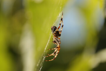wielki  pająk   czeka  na  swoją  ofiarę  w  sieci
